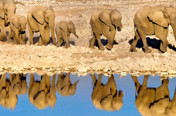 Landscape Vs Wildlife Photography