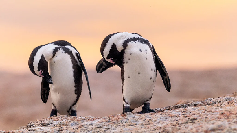 CAPE POINT & PENGUINS FULL DAY PHOTO TOUR