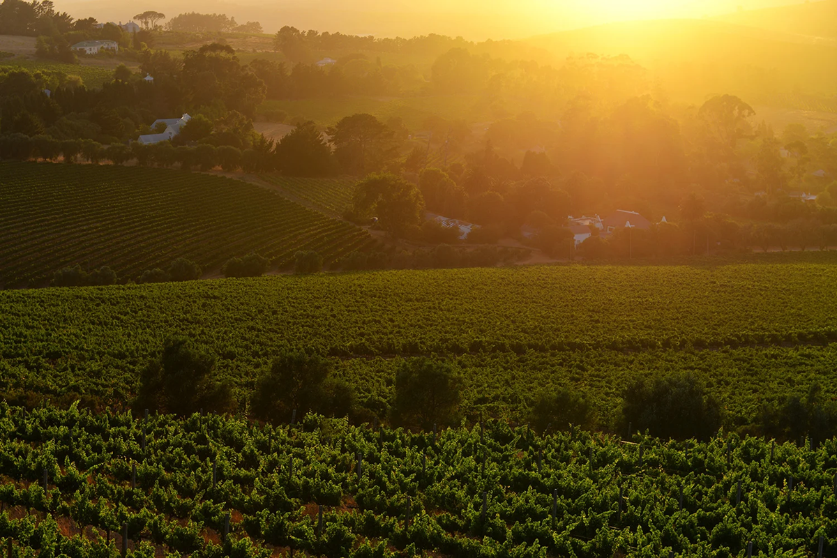 CAPE WINELANDS PHOTO TOUR