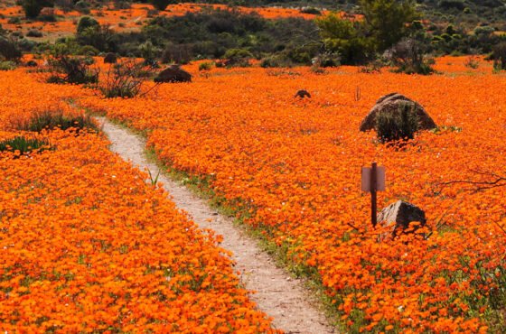 WILDFLOWER & BIRD PHOTO TOUR