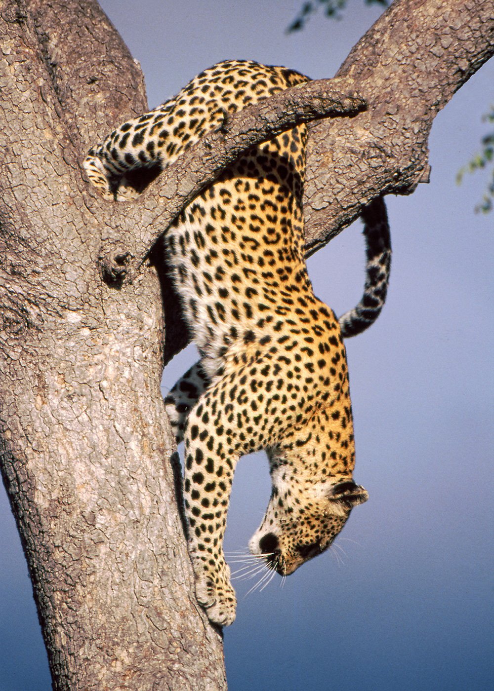 1.-SB_-Carousal-Leopard