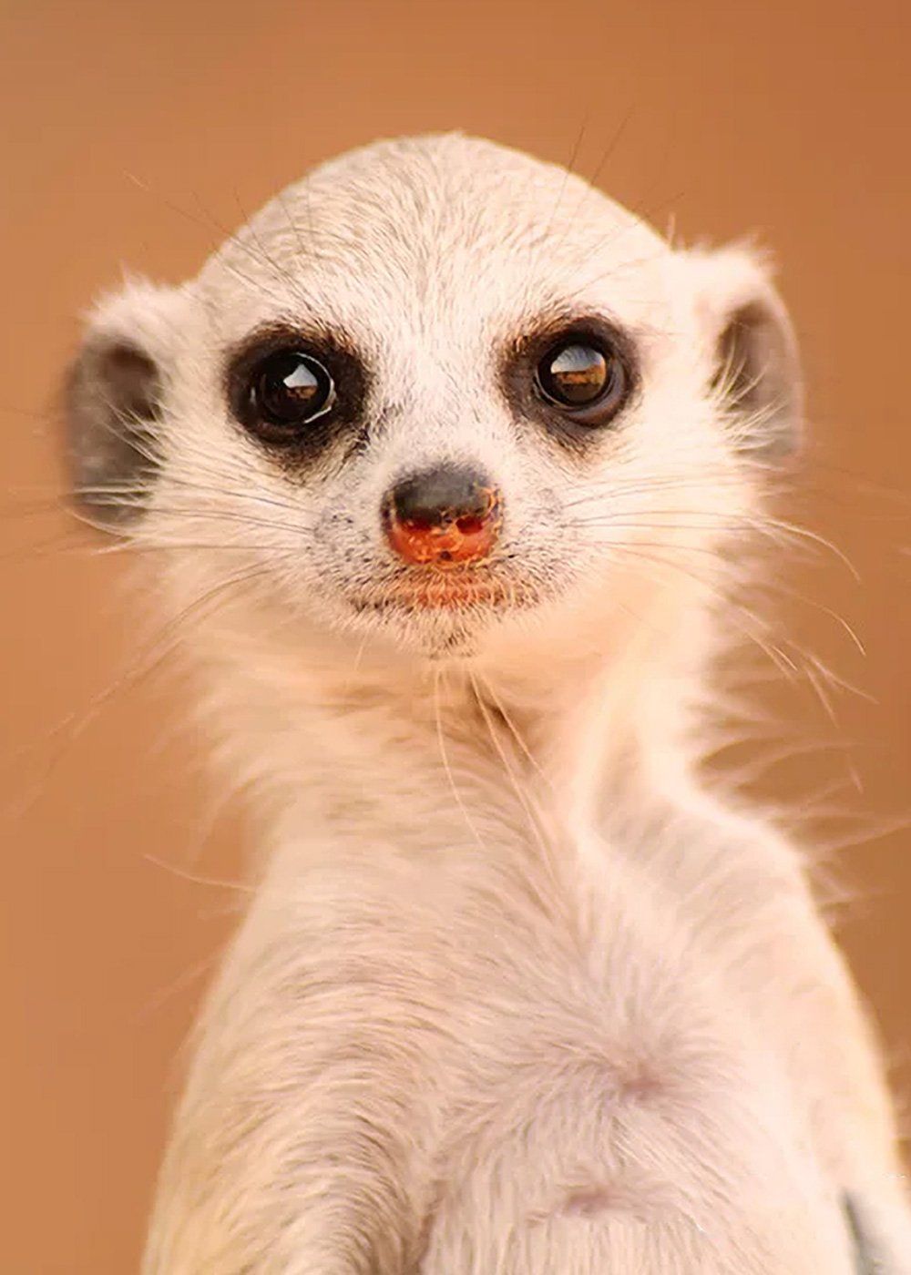 1.-SB_-Carousal_cute-meerkat