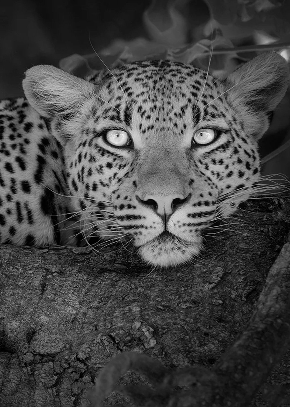 1.-SB_-Carousal_leopard