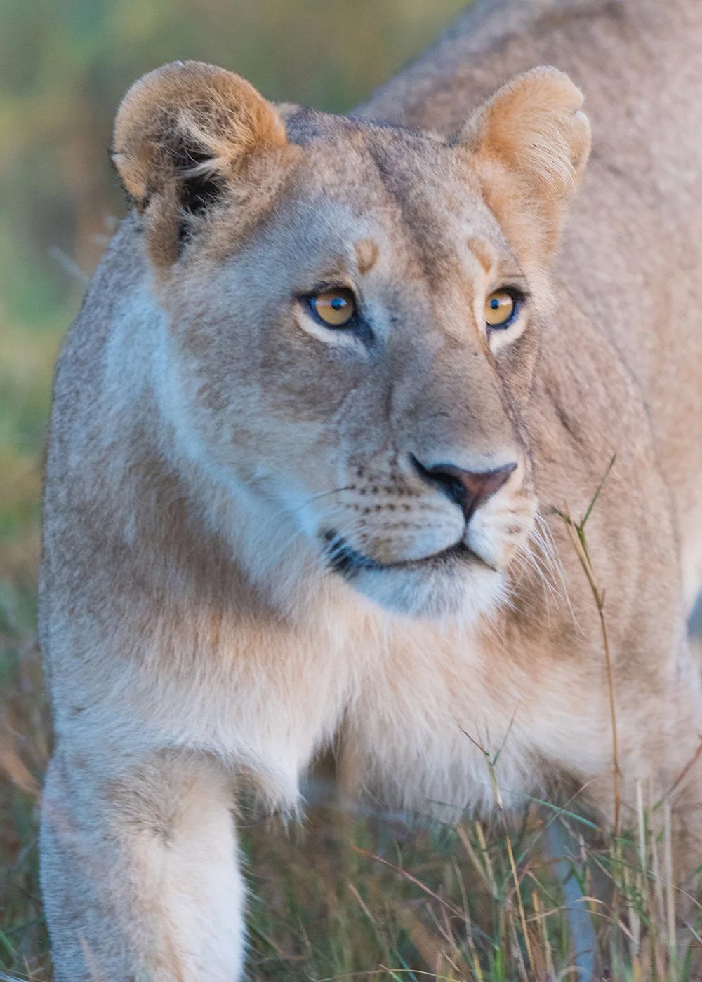 1.-SB_Carousal_lioness