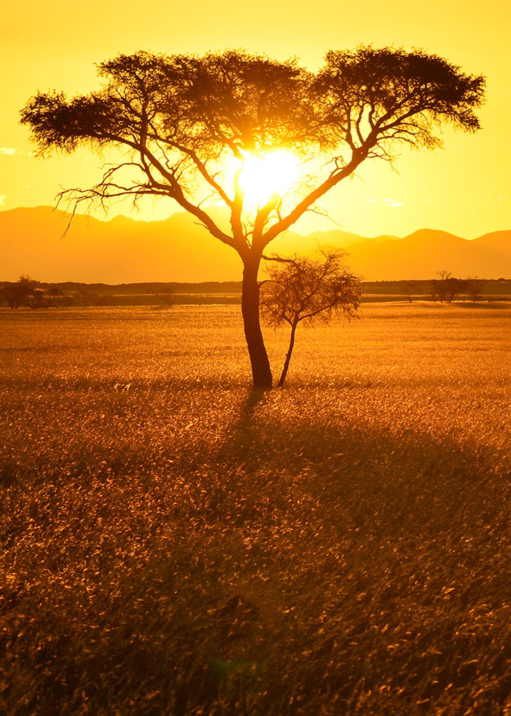1.-SB_Carousal_lone_tree_sunset