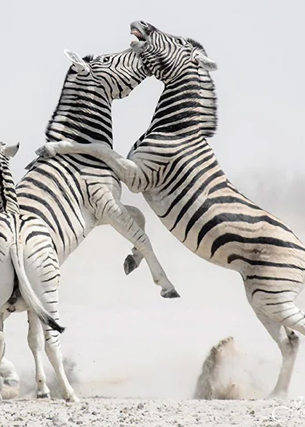 1.-SB_Carousal_zebra_fight