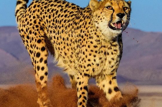 BEST OF NAMIBIA BIRD & WILDLIFE PHOTO TOUR