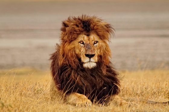 CAPE TOWN & KRUGER SAFARI