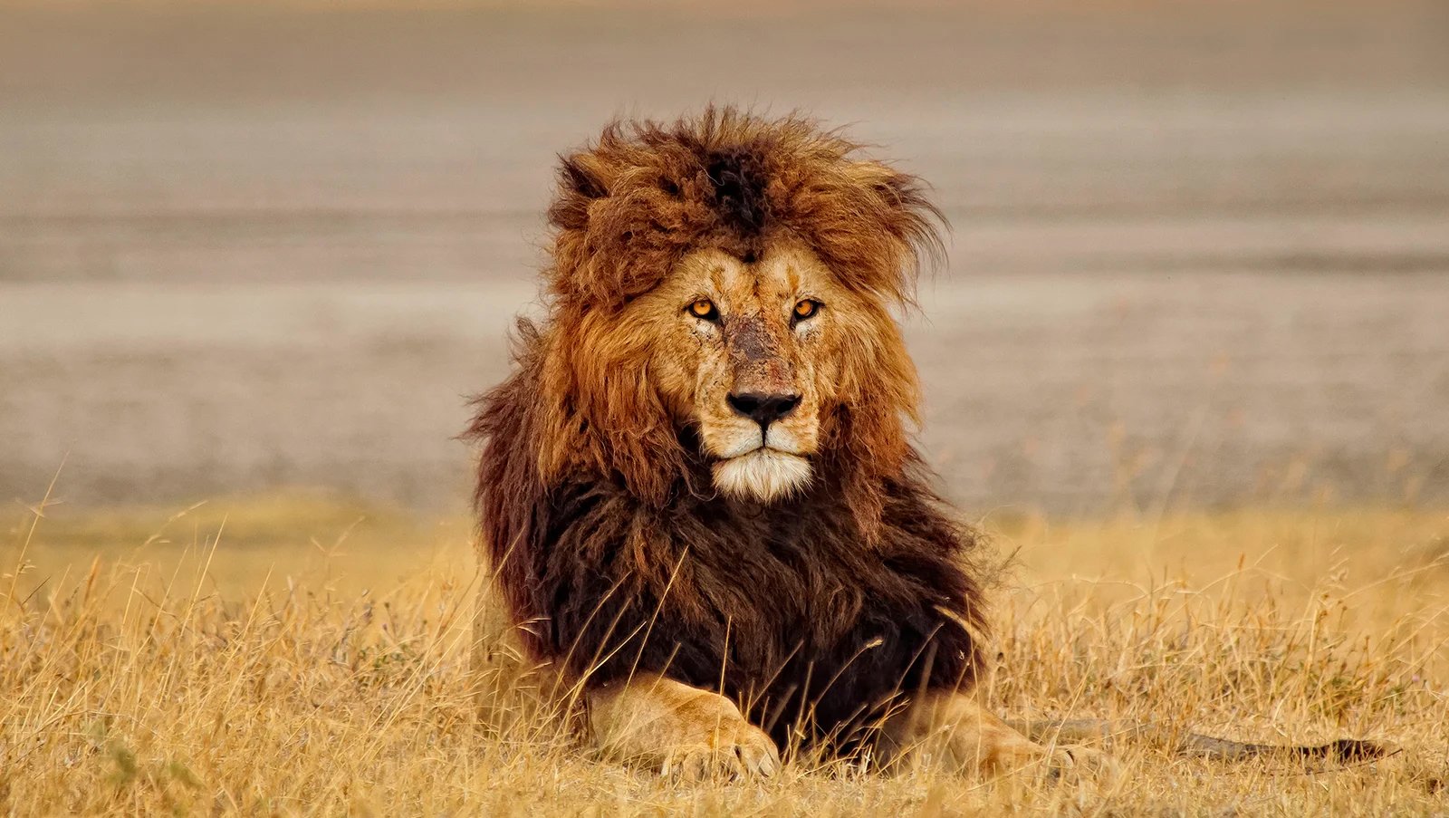 CAPE TOWN & KRUGER SAFARI