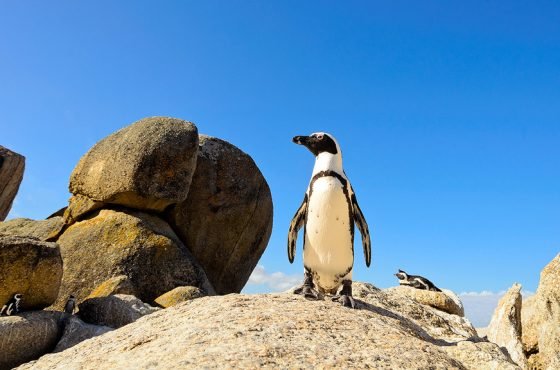 CAPE TOWN + MALARIA FREE SAFARI