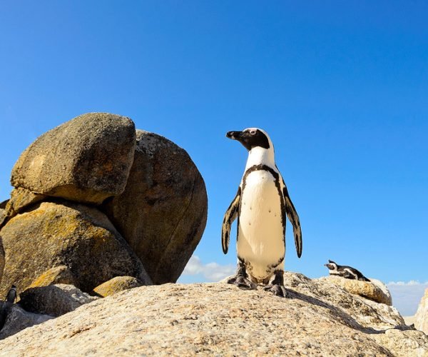 CAPE TOWN + MALARIA FREE SAFARI