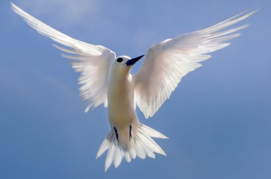 SEYCHELLES BIRDING PHOTO TOUR