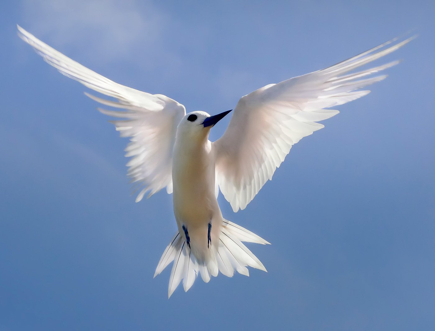 SEYCHELLES BIRDING PHOTO TOUR