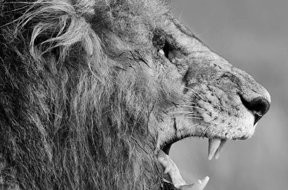 KINGDOM OF THE ZULU PHOTO SAFARI