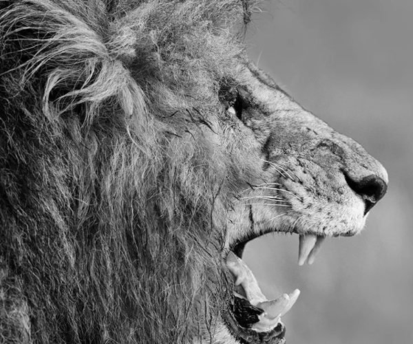 KINGDOM OF THE ZULU PHOTO SAFARI