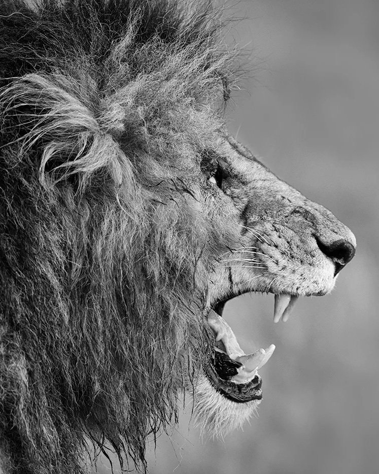 KINGDOM OF THE ZULU PHOTO SAFARI