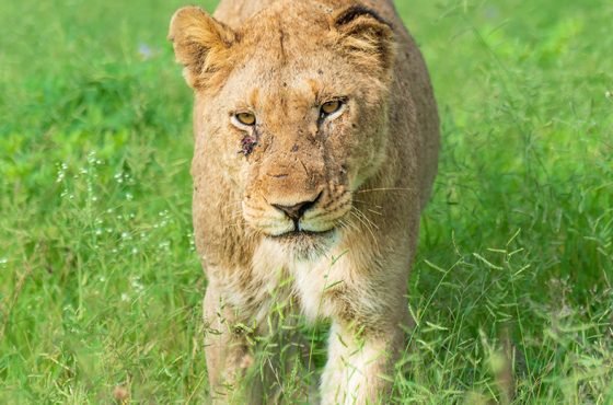 Advantages of the Rain Season for Safari & Birding (Southern Africa)