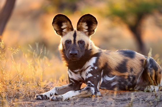 BEYOND THE BIG FIVE: ‘Secret’ Wildlife