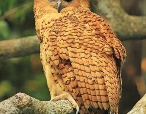 The Ultimate Quest: South Africa’s ‘Big 6’ Birds