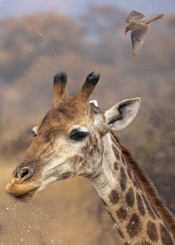 Giraffe & Ox-pecker (Mhuze GR)