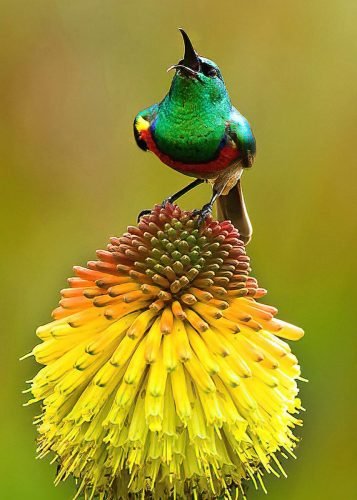 Southern double banded Sunbird. (Kirstenbosch Garden)