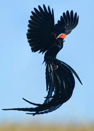 Long Tailed Widow Bird (Breeding plumage, mid summer, Wakkerstroom)