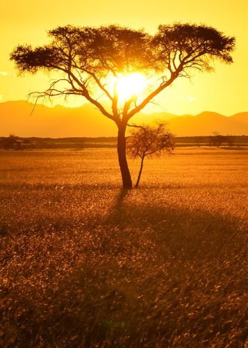 Lone Tree Sunset (Namibia)