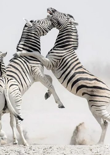 Zebra Fight (Etosha)