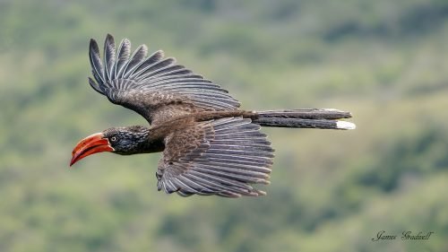 Crowned Hornbill in flight (Kwazulu Natal)