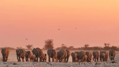 Elephant head sunset (Etosha)
