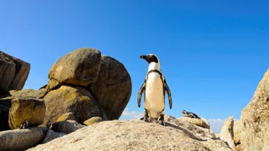 African Penguin (Boulders Beach Cape Town)