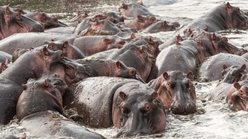 Hippo pod in the water (Serengeti)