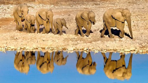 Elephant Family Reflection (Etosha)