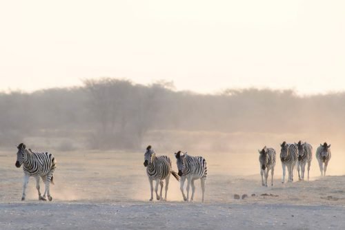 Zebras walking to waterhole with dust (Botswana)