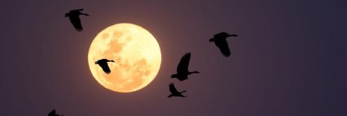 Full moon and silhouetted birds (Illovo, kwazulu Natal) 