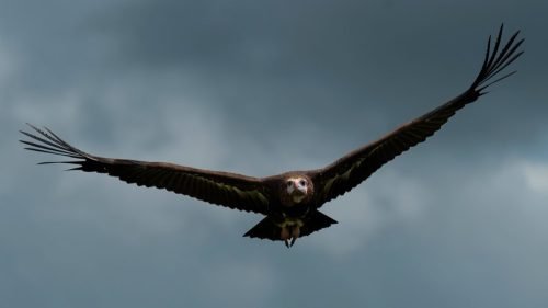 Hooded Vulture Moody Sky, Kruger