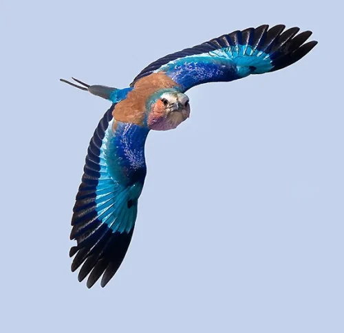 Lilac breasted roller in flight (Kruger)