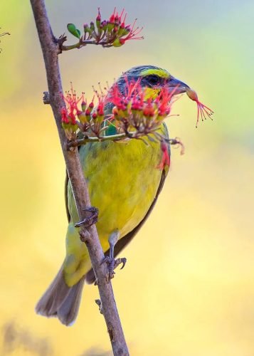 Yellow Fronted Canary (Marloth Park)