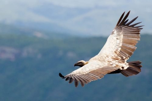 Vulture in Flight (Oribi)